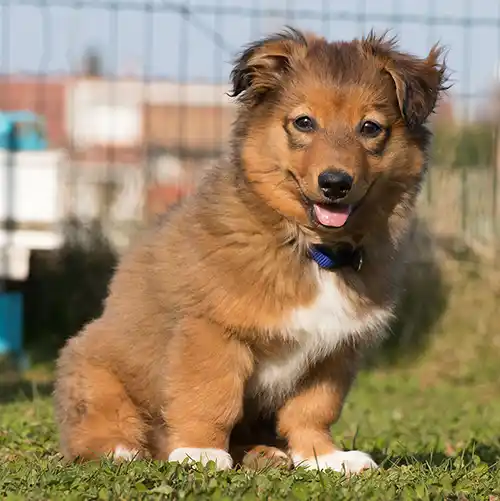 cane-cucciolo-educazione-udine Addestramento cani Udine con metodo cognitivo-relazionale.