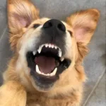 Cane felice dopo educazione cinofila a Udine