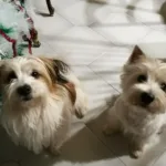 recensione-dog-sitter-cividale-del-friuli Recensione dog sitter a Cividale del Friuli con cani di piccola taglia barboncini