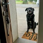 recensione-dog-sitter-remanzacco Recensione dog sitting a Remanzacco con cane di ritorno dalla passeggiata