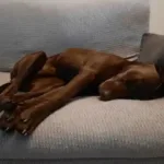 recensione-dog-sitter-san-pietro-al-natisone Recensione dog sitter a San Pietro al Natisone con cane felice