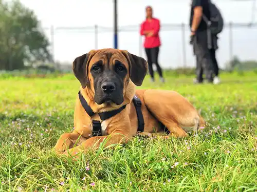 Servizi di educatore cinofilo Udine, addestramento Cani, dog sitting e passeggiate a Udine