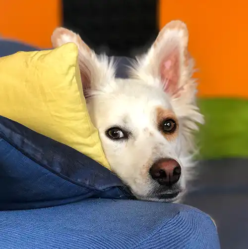 metodo-cognitivo-relazionale-udine Metodo cognitivo relazionale – educazione cani Udine