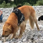 passeggiata-cani-cividale-recensione