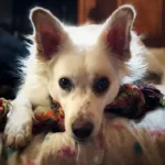 passeggiate-cani-valli-natisone-recensione Passeggiata cinofila nelle Valli del Natisone con cani sereni in natura