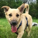 passeggiate-cinofile-udine-recensione.webp Educatore cinofilo a Udine con cane durante passeggiata cinofila