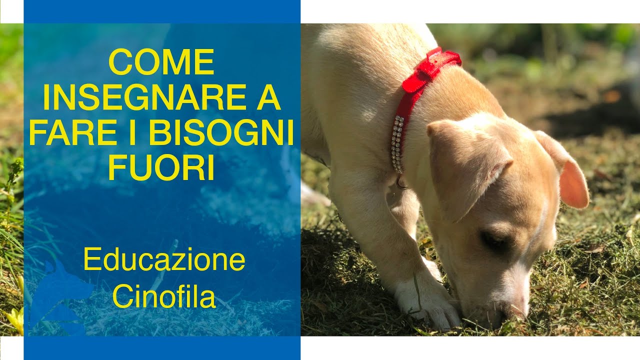 Cucciolo fa i bisogni in casa - video tutorial StiCani di Tiziano Lombai