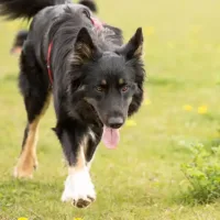 Cane dopo addestramento a Cividale del Friuli