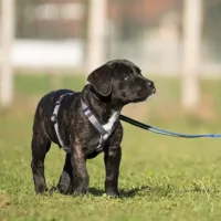 Cane dopo addestramento a San Pietro al Natisone nelle Valli del Natisone
