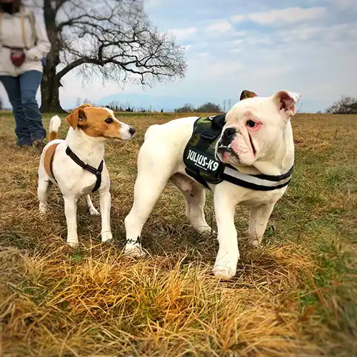 Addestramento cani adulti a Cividale del Friuli e Valli del Natisone