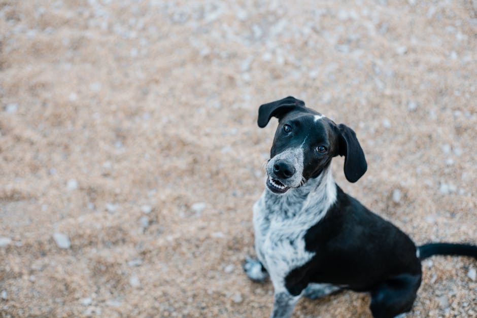 antiparassitari cane - spot-on pipette collare compresse a confronto