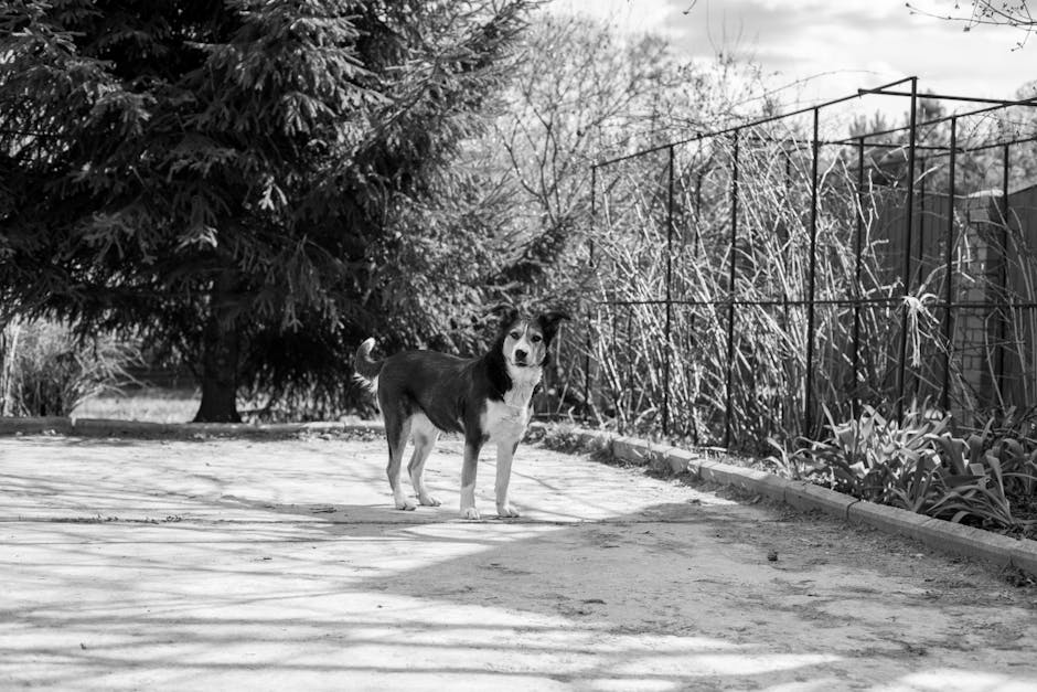 antiparassitari cane spot-on applicazione corretta sul collo