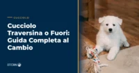 cucciolo traversina o fuori - cucciolo in casa che impara la routine bisogni