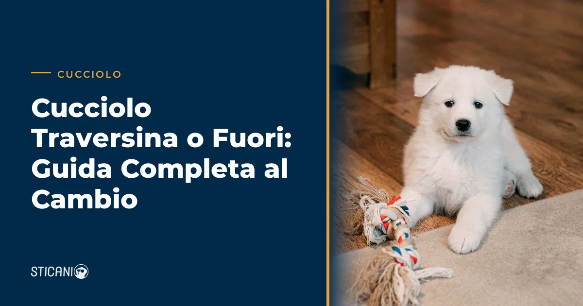 cucciolo traversina o fuori - cucciolo in casa che impara la routine bisogni